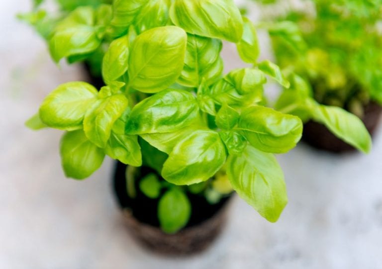 Basil Plant