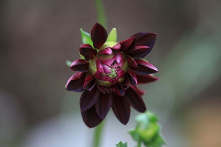 Dahlia