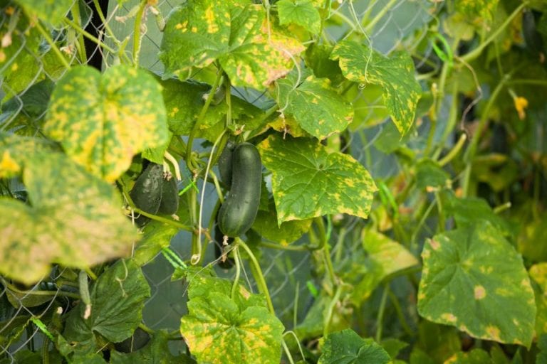 Diseased Cucumber Plant