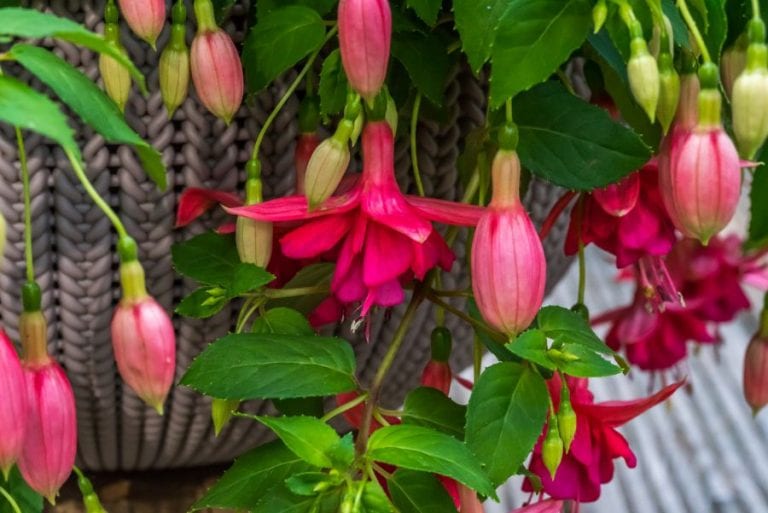 Fuchsia Plant