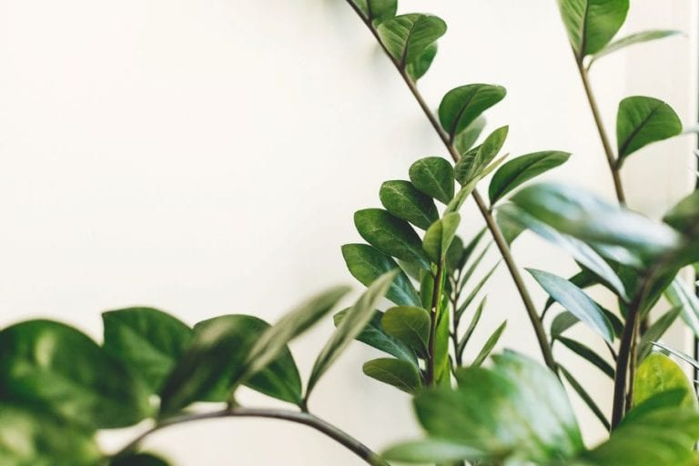 ZZ Plant