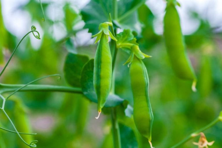 Pea Plant