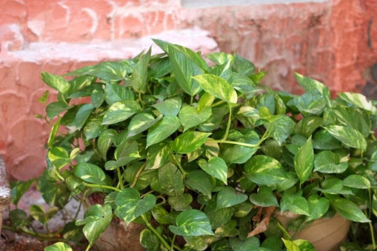 Full Pothos