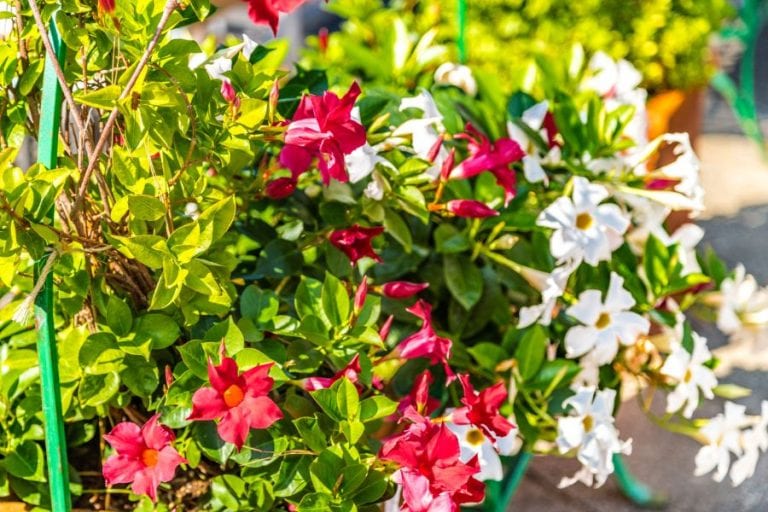 Mandevilla