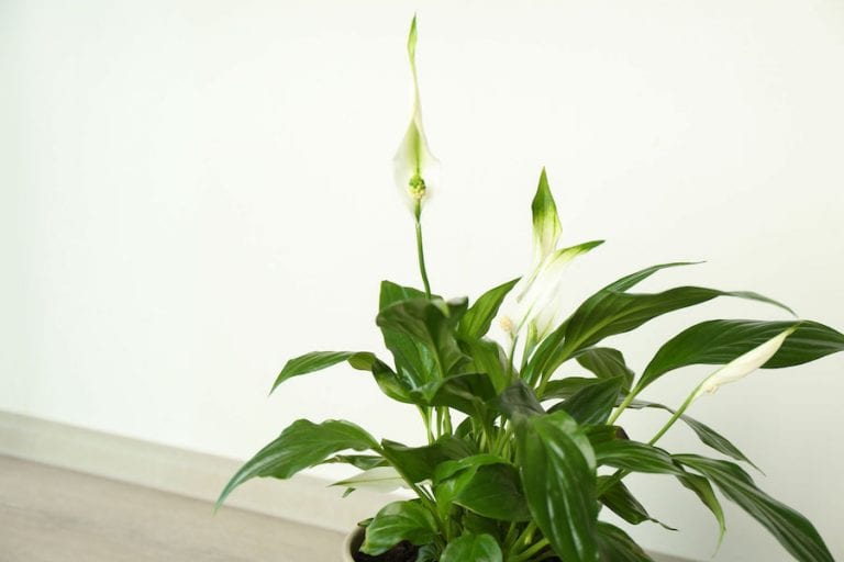Beautiful Peace lily plant