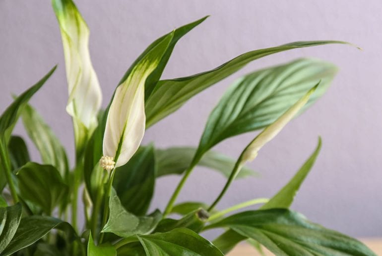 How to Make a Peace Lily Bloom (What to Focus on) The Practical Planter