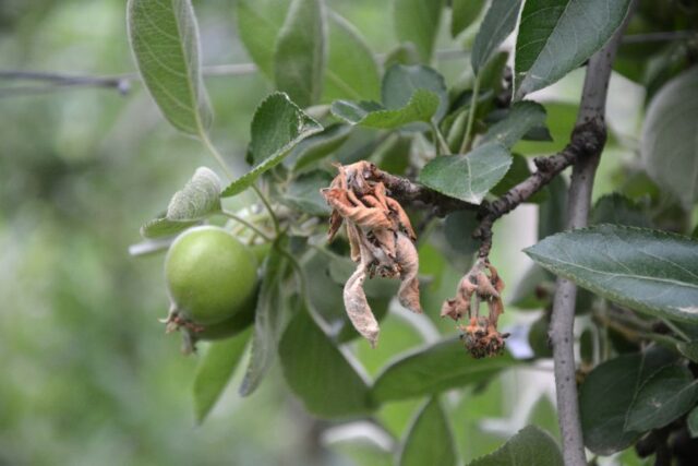 Is Your Apple Tree Dying? Here's What to Do - The Practical Planter