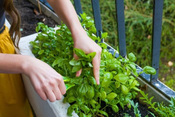 How to Keep a Basil Plant Alive and Thriving (Indoors and Out) - The ...