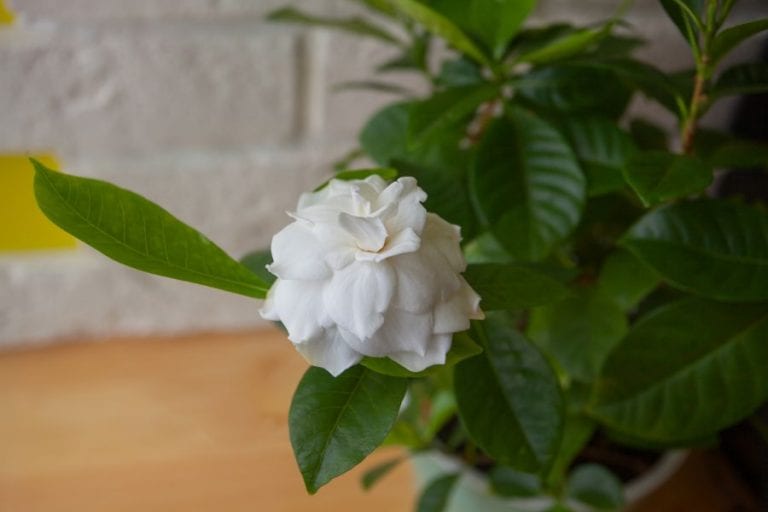 Gardenia