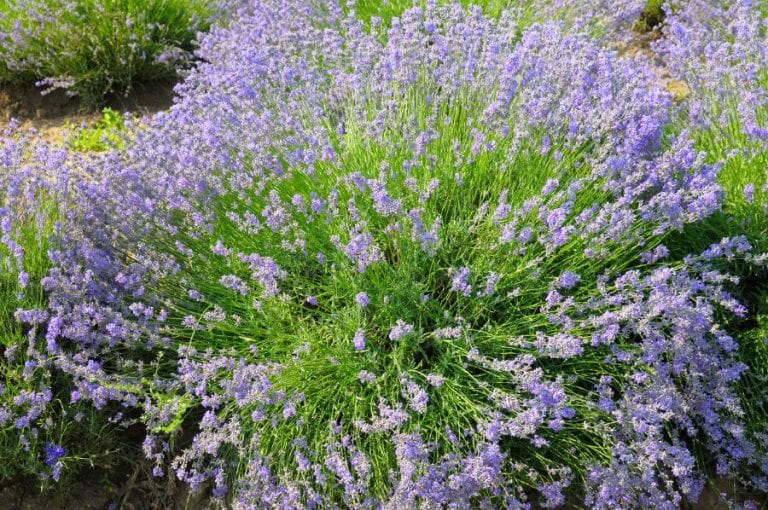 Lavender Bush