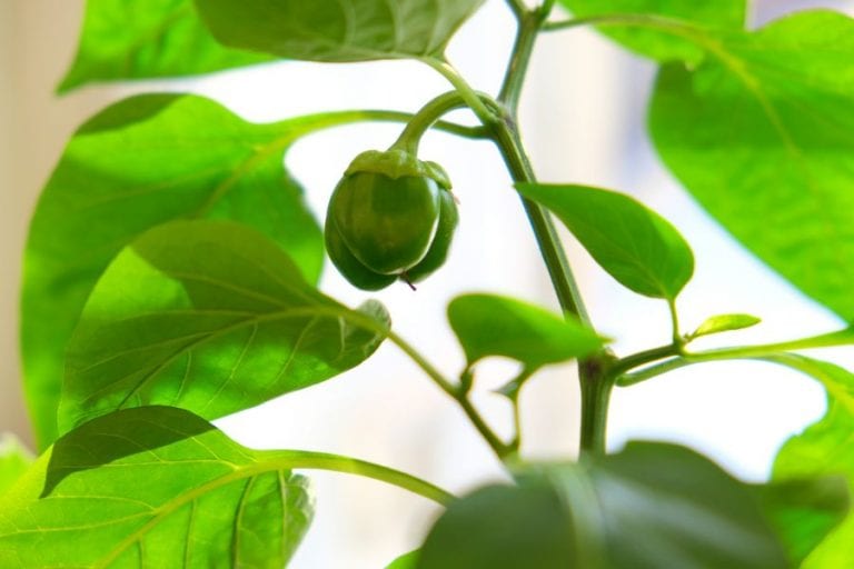 Pepper Plant