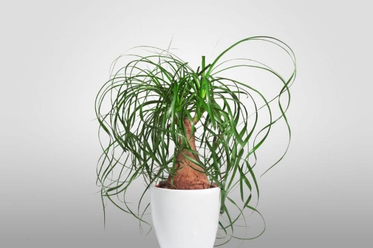 Ponytail Palm