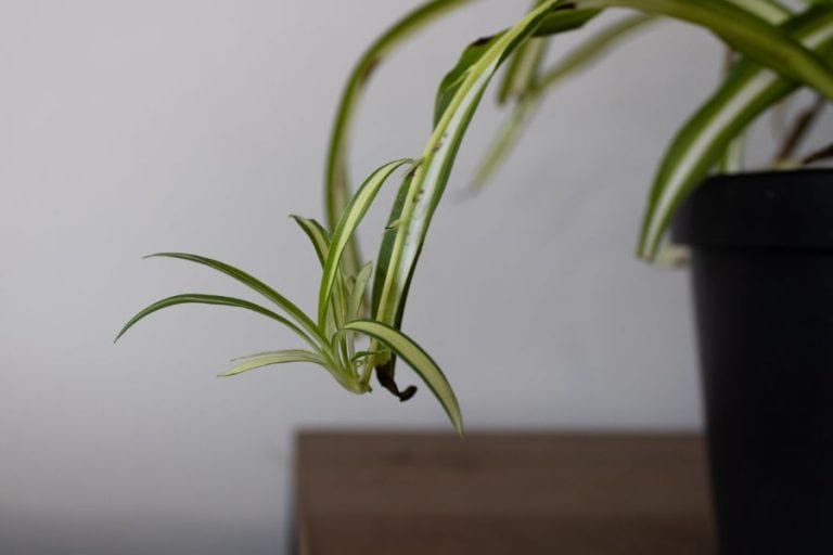 Spider Plant
