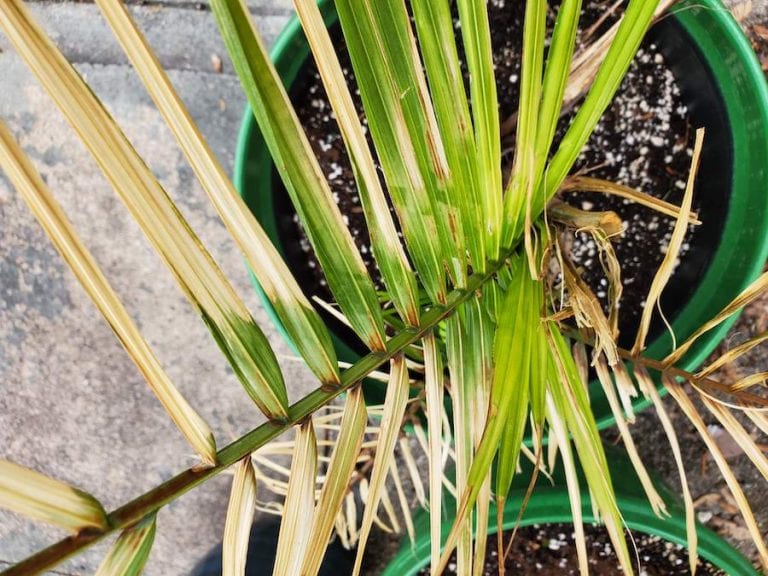 Dying Majesty Palm