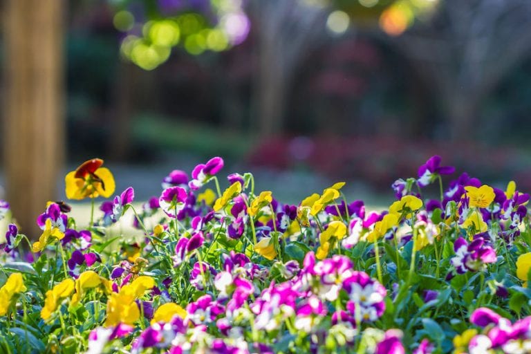 Close up of pansy flowers