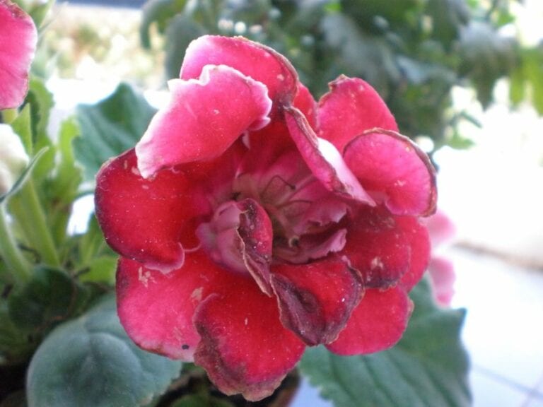 Dying Hibiscus