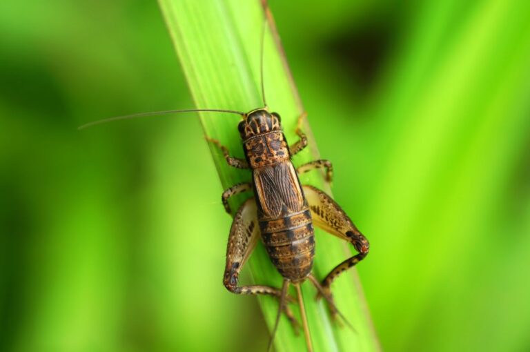 A Cricket on a Leaf