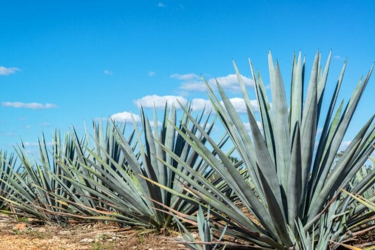 Blue Agave