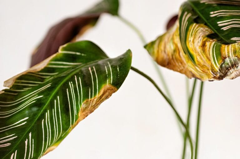 Calathea with Yellow Leaves