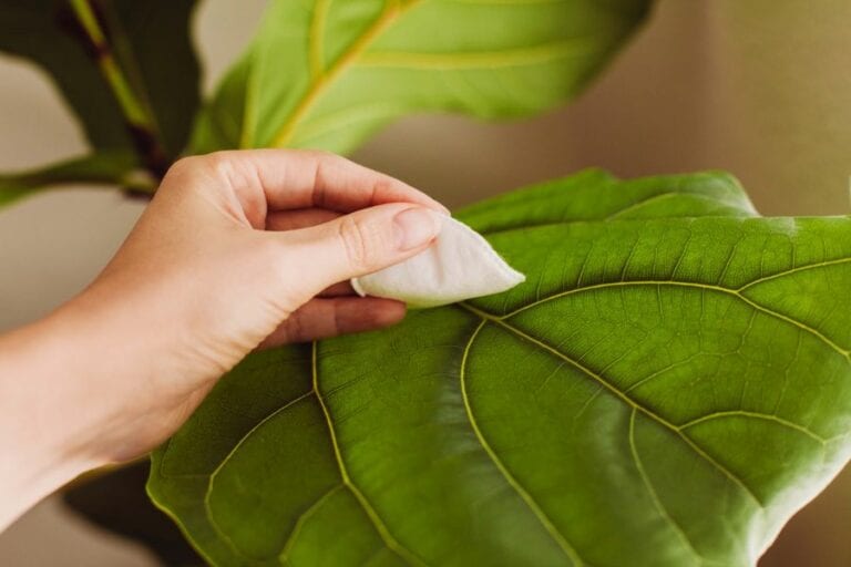 Cleaning Fiddle Leaf Fig