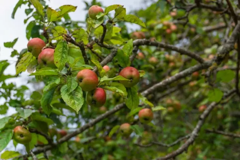 Crabapple Tree