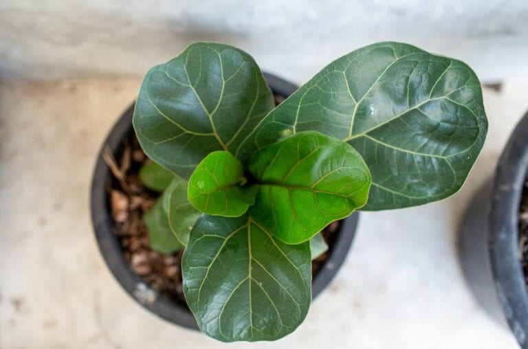 Fiddle Leaf Fig