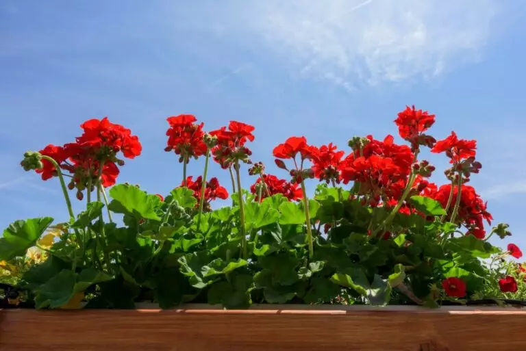 Do Geraniums Need Full Sun And What About Indoors The Practical 