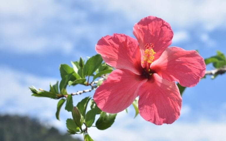 Hibiscus in Sunlight