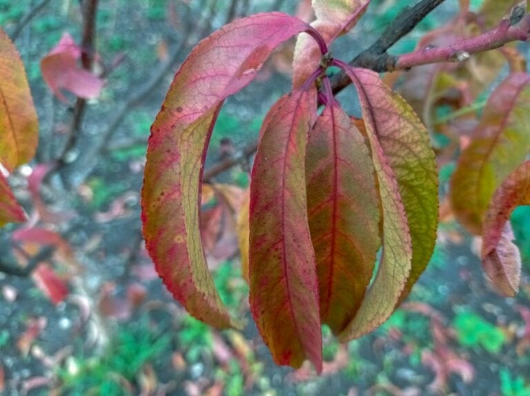 Peach Tree with Red Leaves