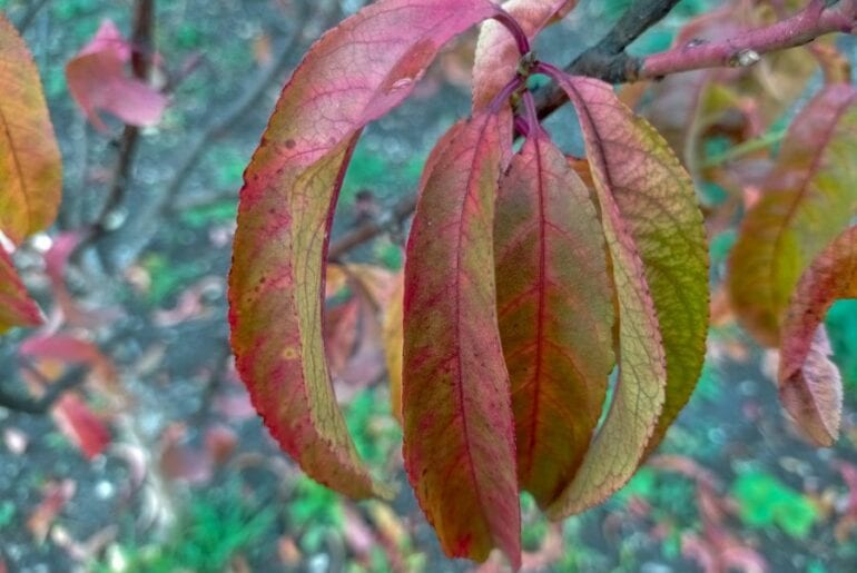 Why Are My Peach Tree Leaves Turning Red? (5 Possible Reasons) Peach Tree with Red Leaves