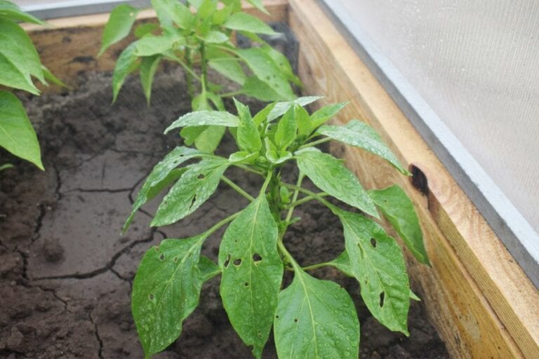 Pepper Plant with Insect Damage