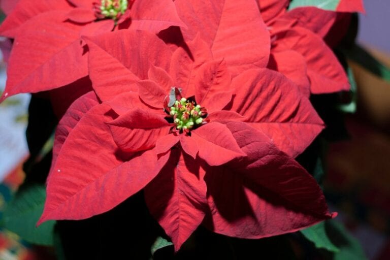 Why Is My Poinsettia Dying? (7 Possible Causes) The Practical Planter