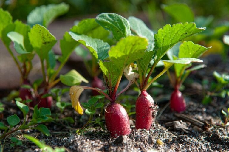 Radishes with Yellow Leaves