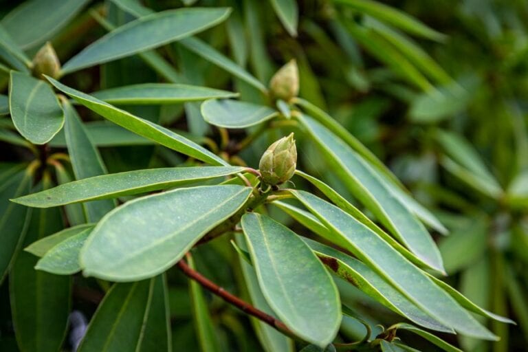 Rhododendron with Curled Leaves