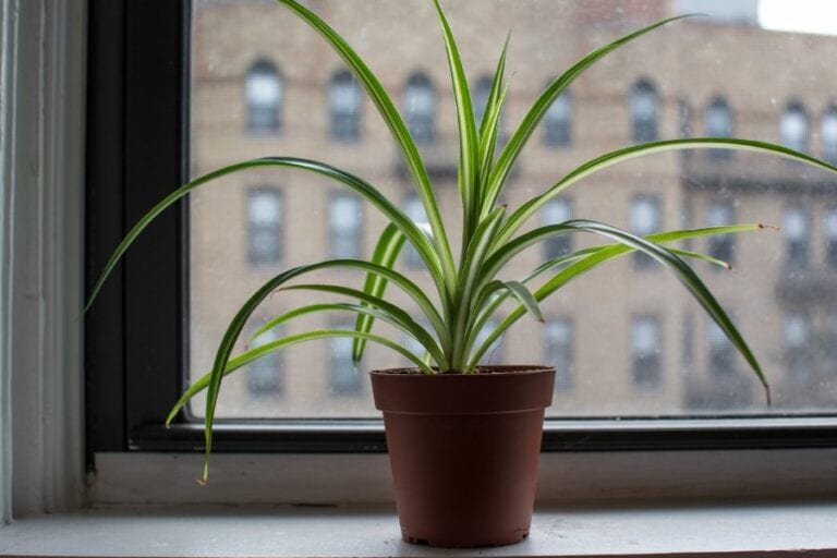 Spider Plant Near Window