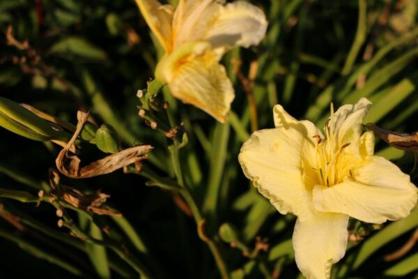 Why Are My Daylilies Turning Yellow? (5 Possible Causes) - The ...