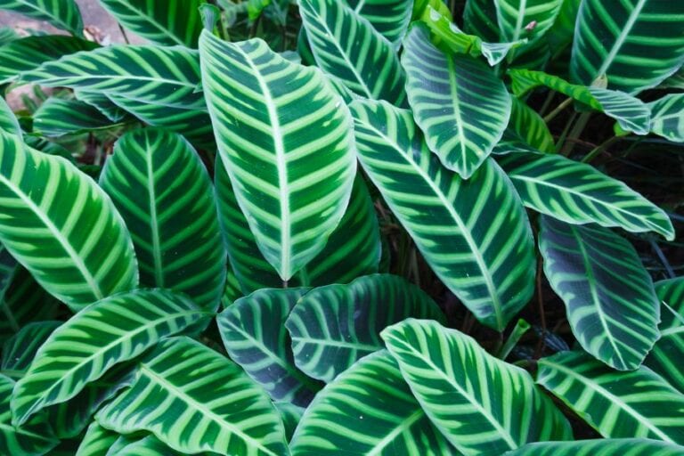 Zebra Plant