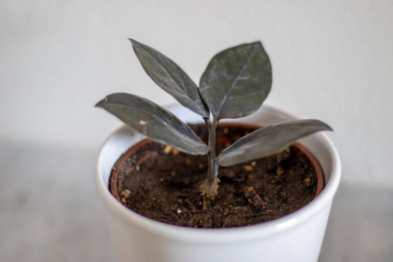 Potted ZZ Plant
