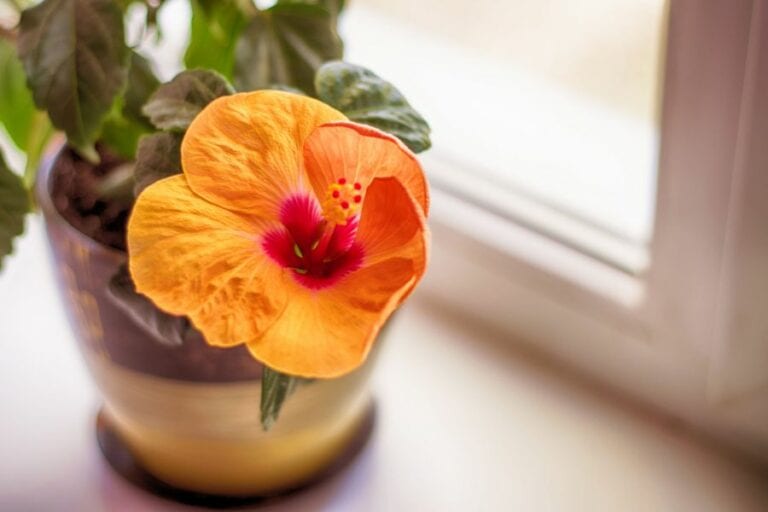 Hibiscus Indoors