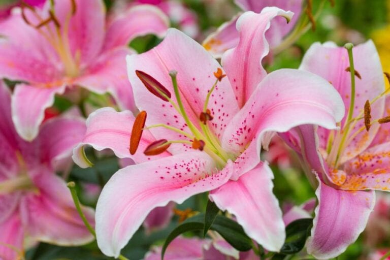 Lily Plant