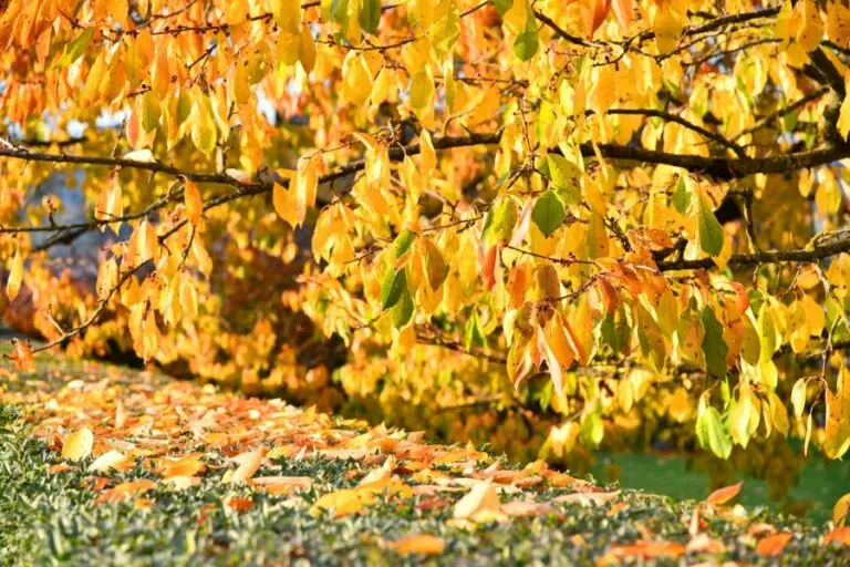 Cherry Tree with Yellow Leaves