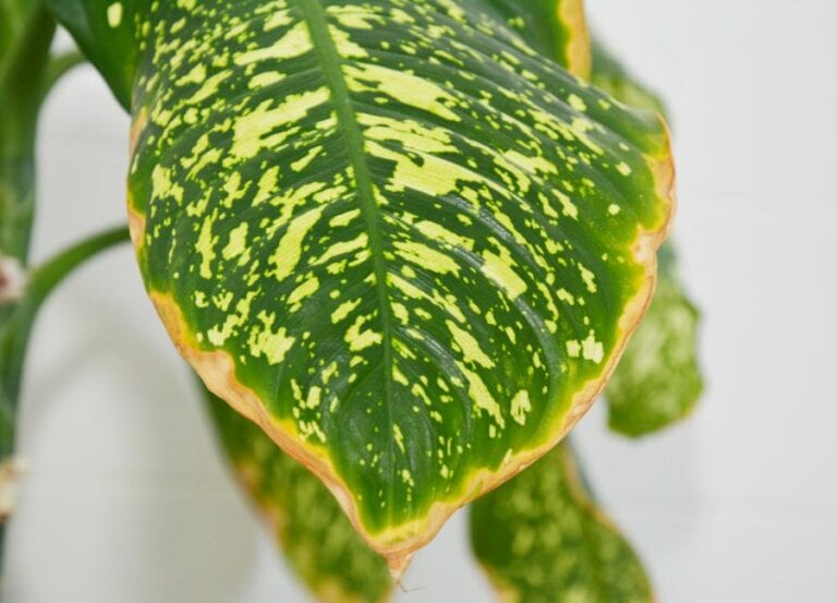 Dumb Cane with Yellowing Leaves