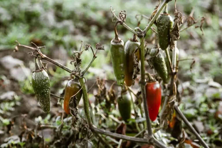 Dying Jalapeno Plant
