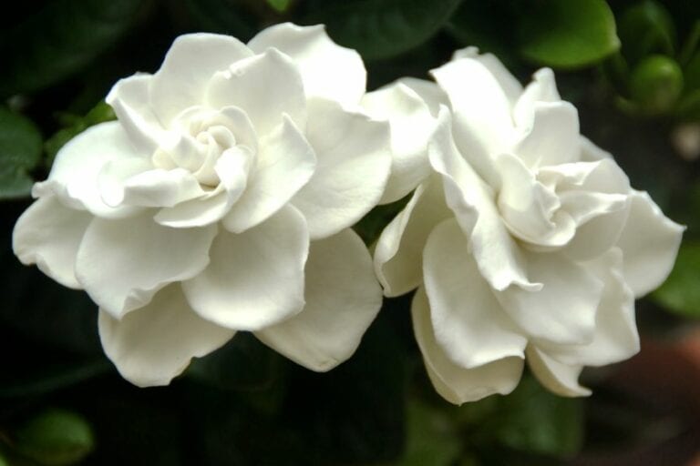 Gardenia