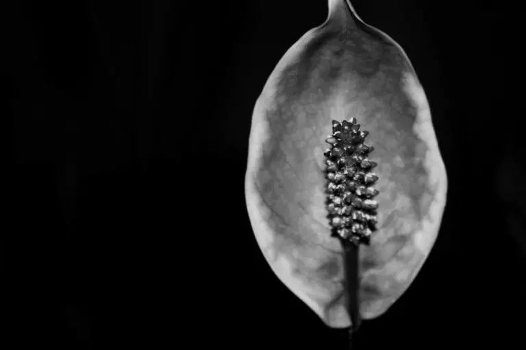 Peace Lily in Black and White