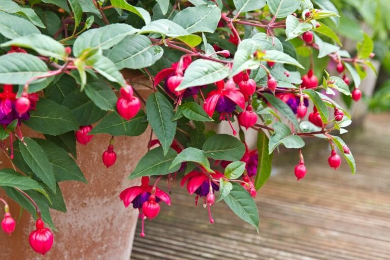 Potted Fuchsia