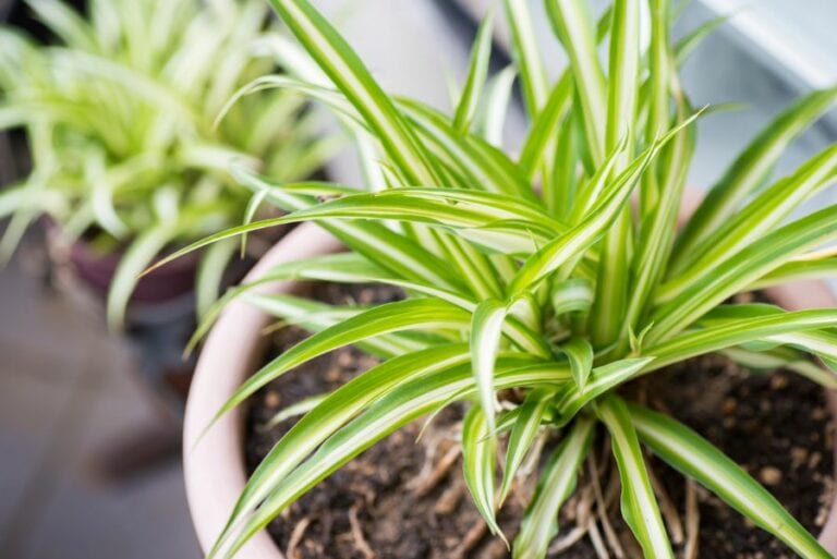 Potted Spider Plant