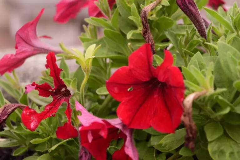 Red Petunias