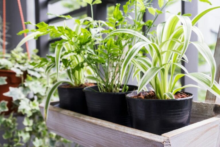 Small Potted Spider Plant