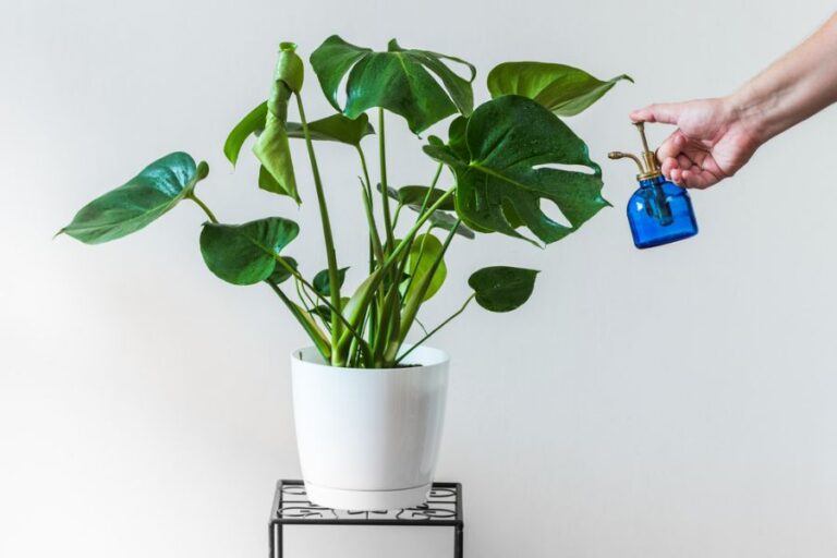 Misting a Monstera Plant in a White Pot
